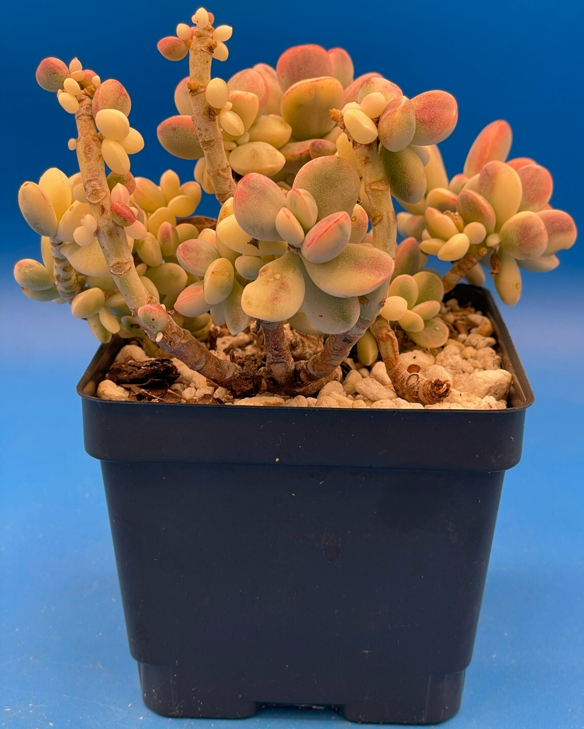 Cotyledon Orbiculata Var Oophylla f. Variegata! EXACT PLANT! Rare! 4.5" Pot (2)