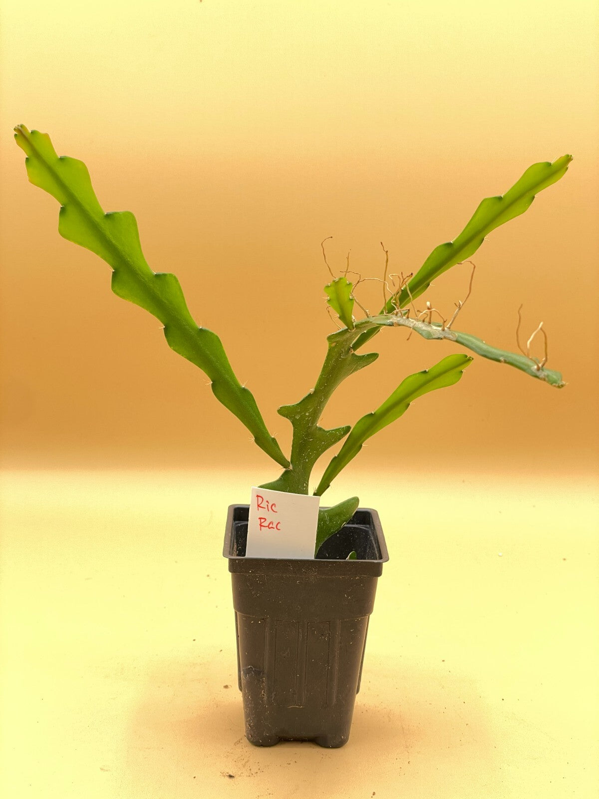 Ric-Rac Cactus - Selenicereus anthonyanus - Fully Rooted In 3" Starter Pot
