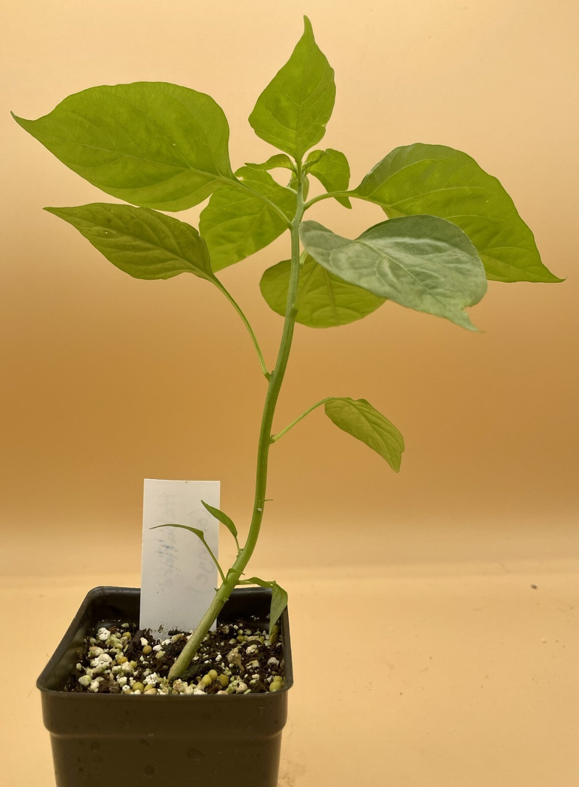 Habanero (Orange) Pepper Live 3" Starter Plant - Capsicum Chinense