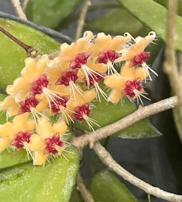 Hoya flagellata 'Gold' Rooted In 3.5" pot - Multiple Nodes and Leaves!