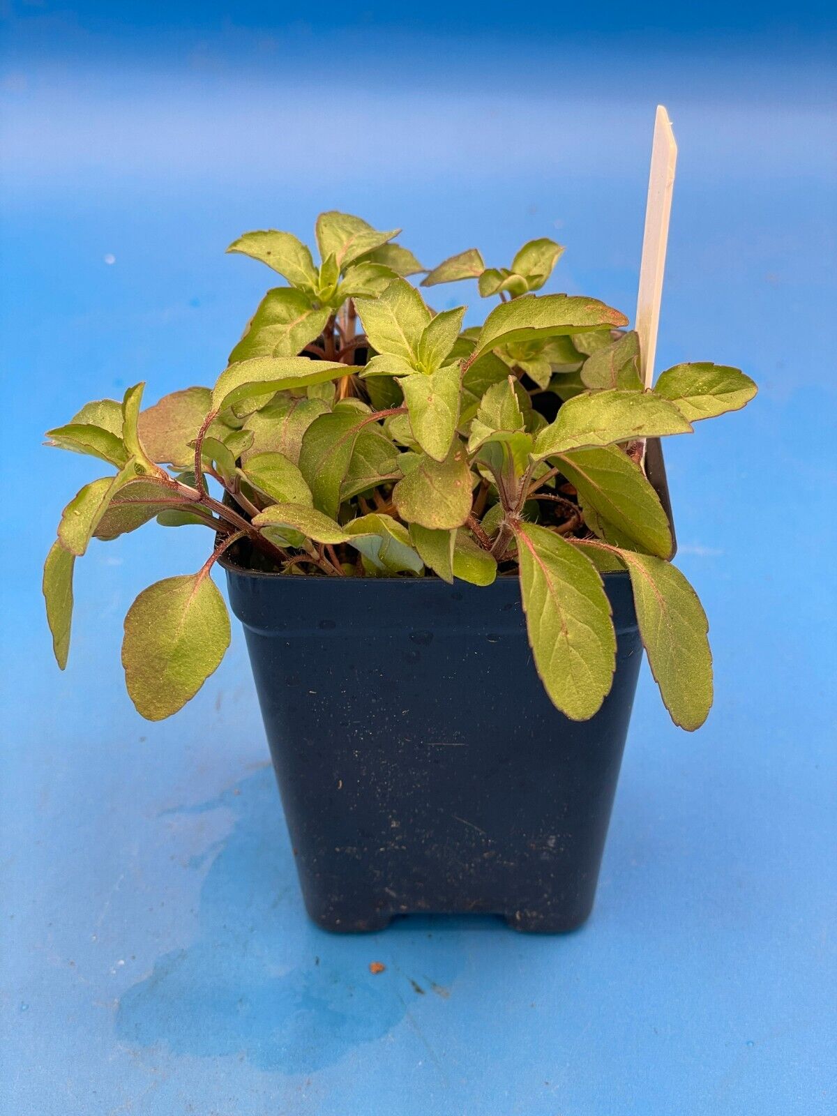 Lemon Beebalm/ Bergamot Starter 3" Plant - Monarda Citriodora