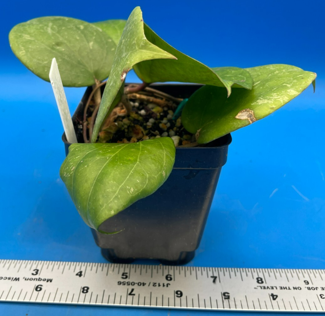 Hoya Balaensis Fully Rooted - Rare Hoyas XL Super Healthy! Grown In 3.5" pot (3)