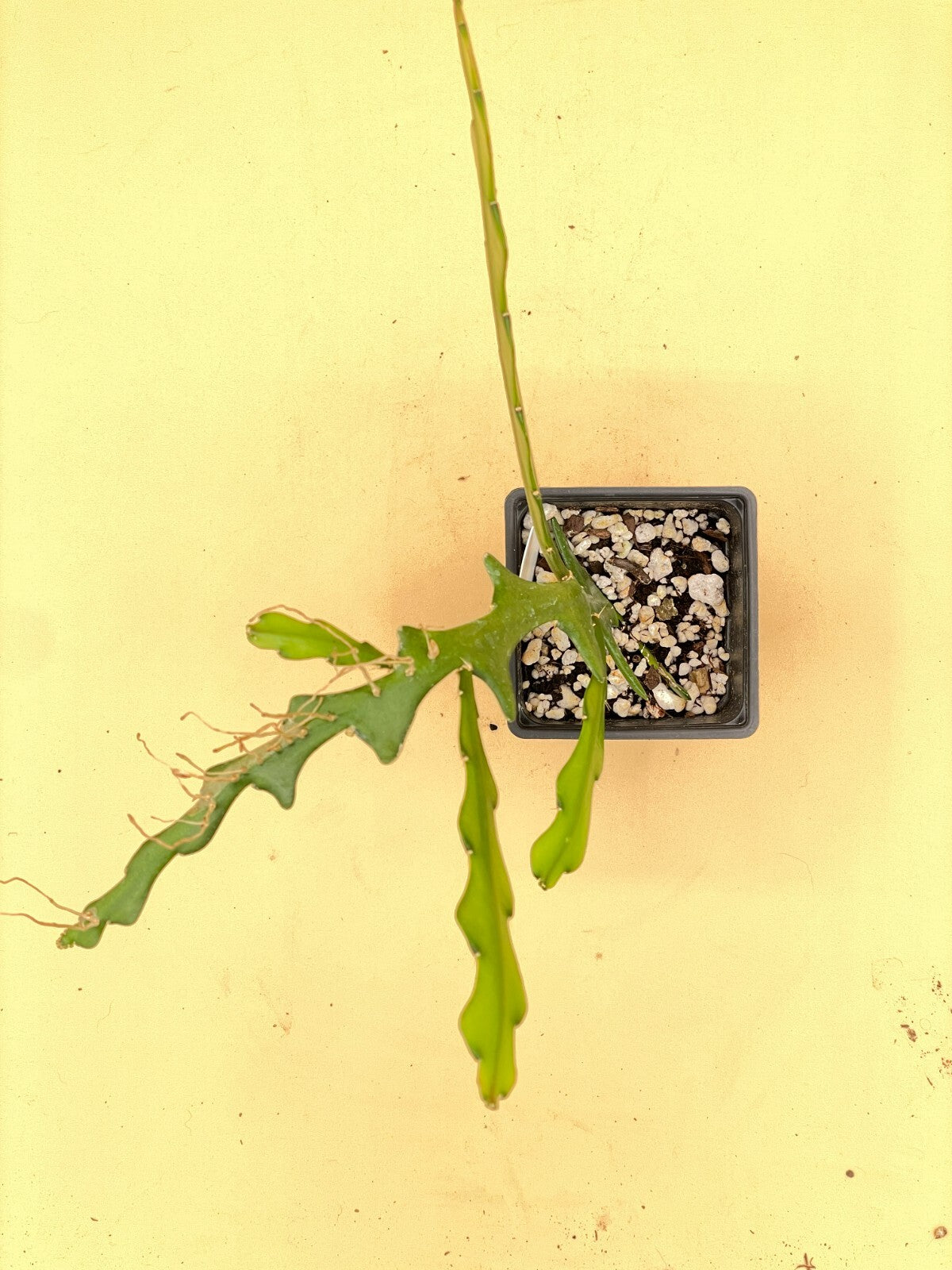 Ric-Rac Cactus - Selenicereus anthonyanus - Fully Rooted In 3" Starter Pot