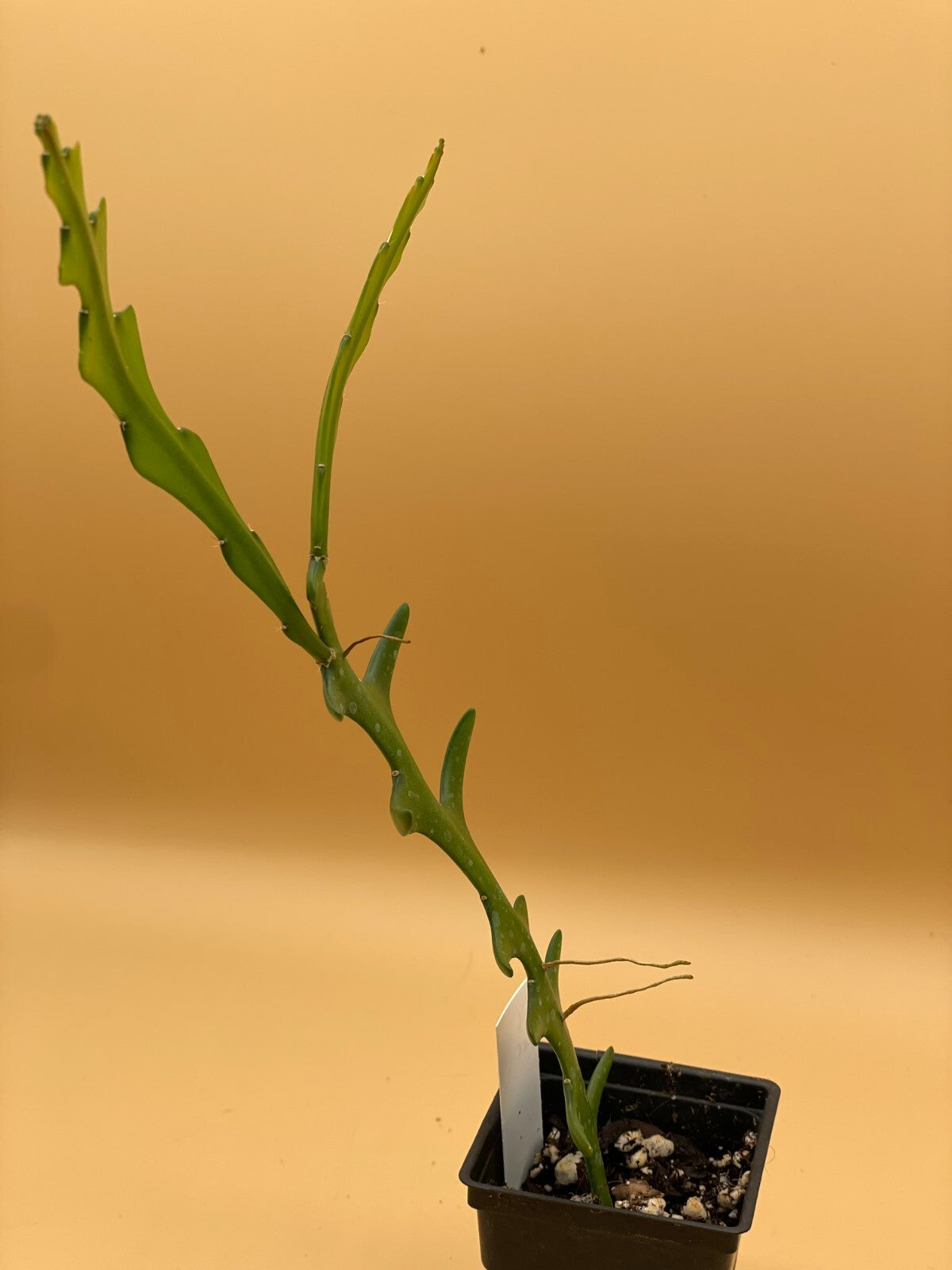 Ric-Rac Cactus - Selenicereus anthonyanus - Fully Rooted In 3" Starter Pot