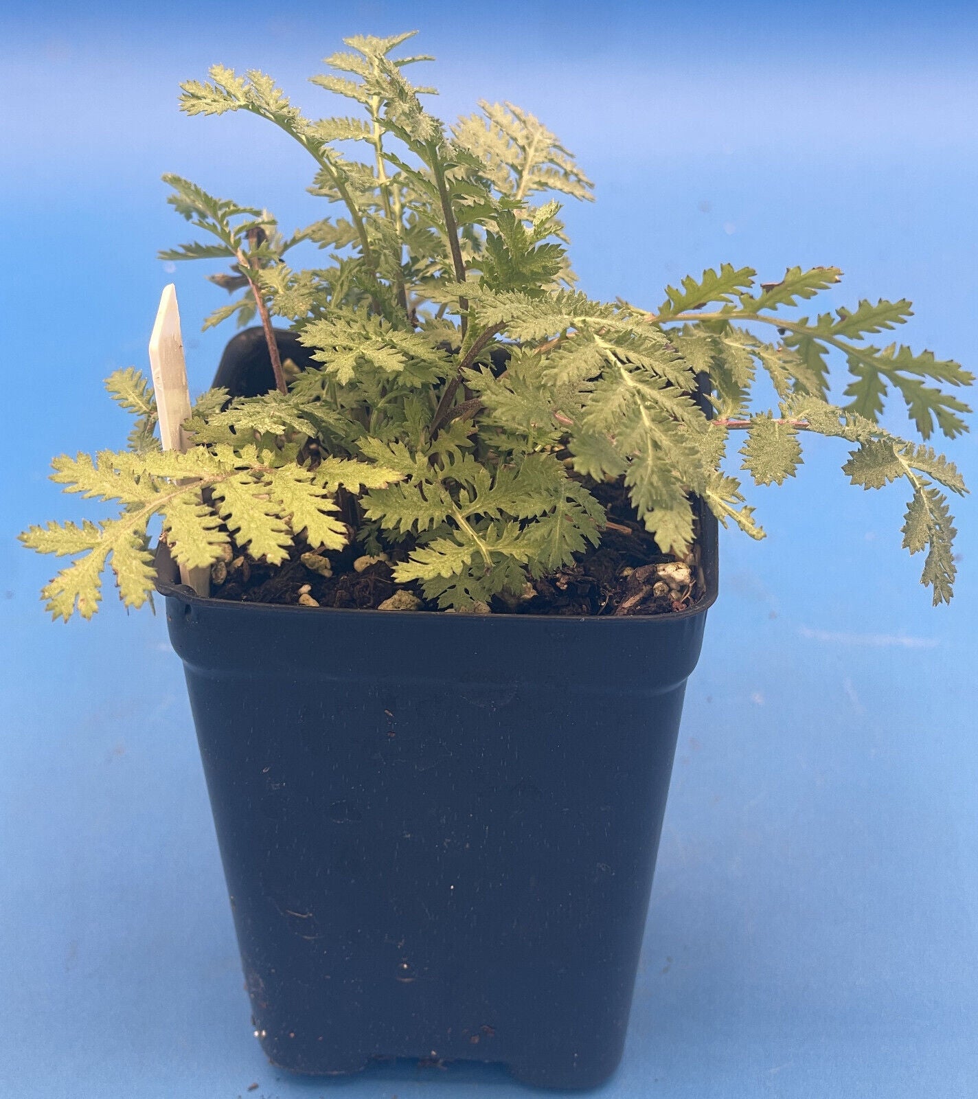 Tansy Live Plant 3" Starter Pot - Tanacetum vulgare