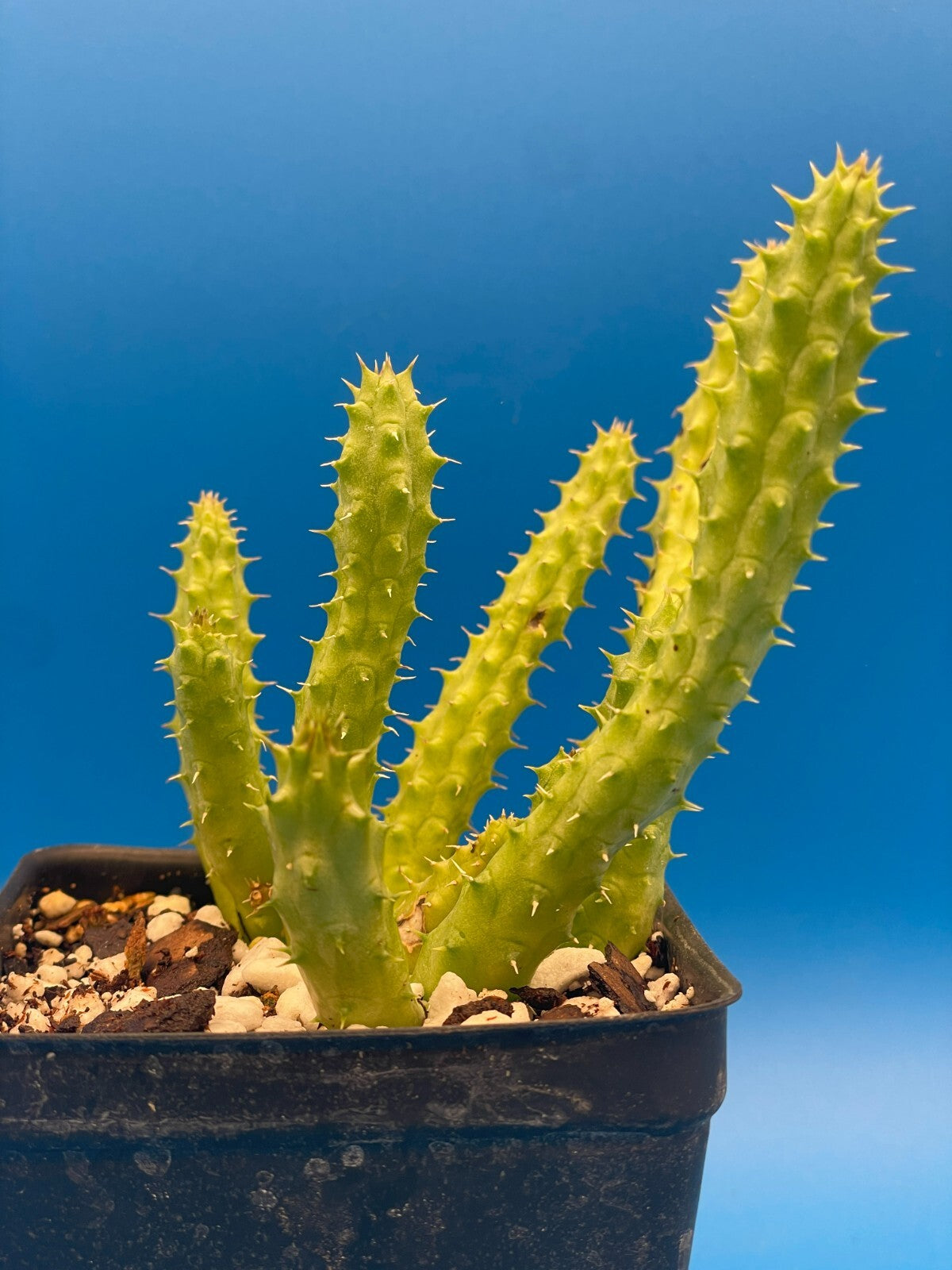 Huernia Schneideriana 'Red Dragon' WELL ROOTED 3.5" Plant