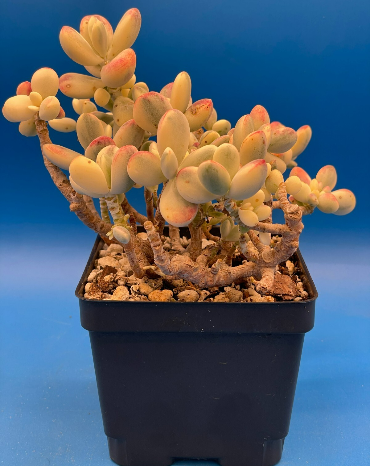 Cotyledon Orbiculata Var Oophylla f. Variegata! EXACT PLANT! Rare! 4.5" Pot (1)