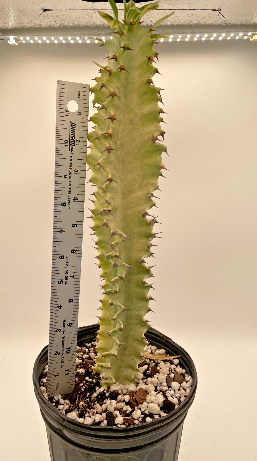 Euphorbia Ammak Variegata - In Gallon Pot - Super Healthy! No Ship to Cali Or AZ