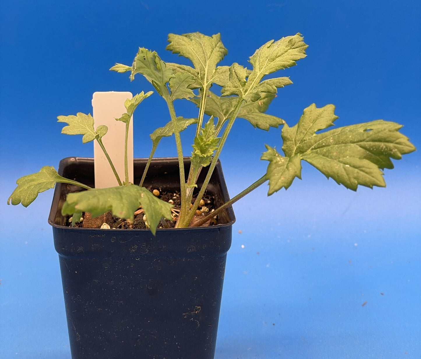 Mugwort 3" Live Starter Plant - Artemisia vulgaris