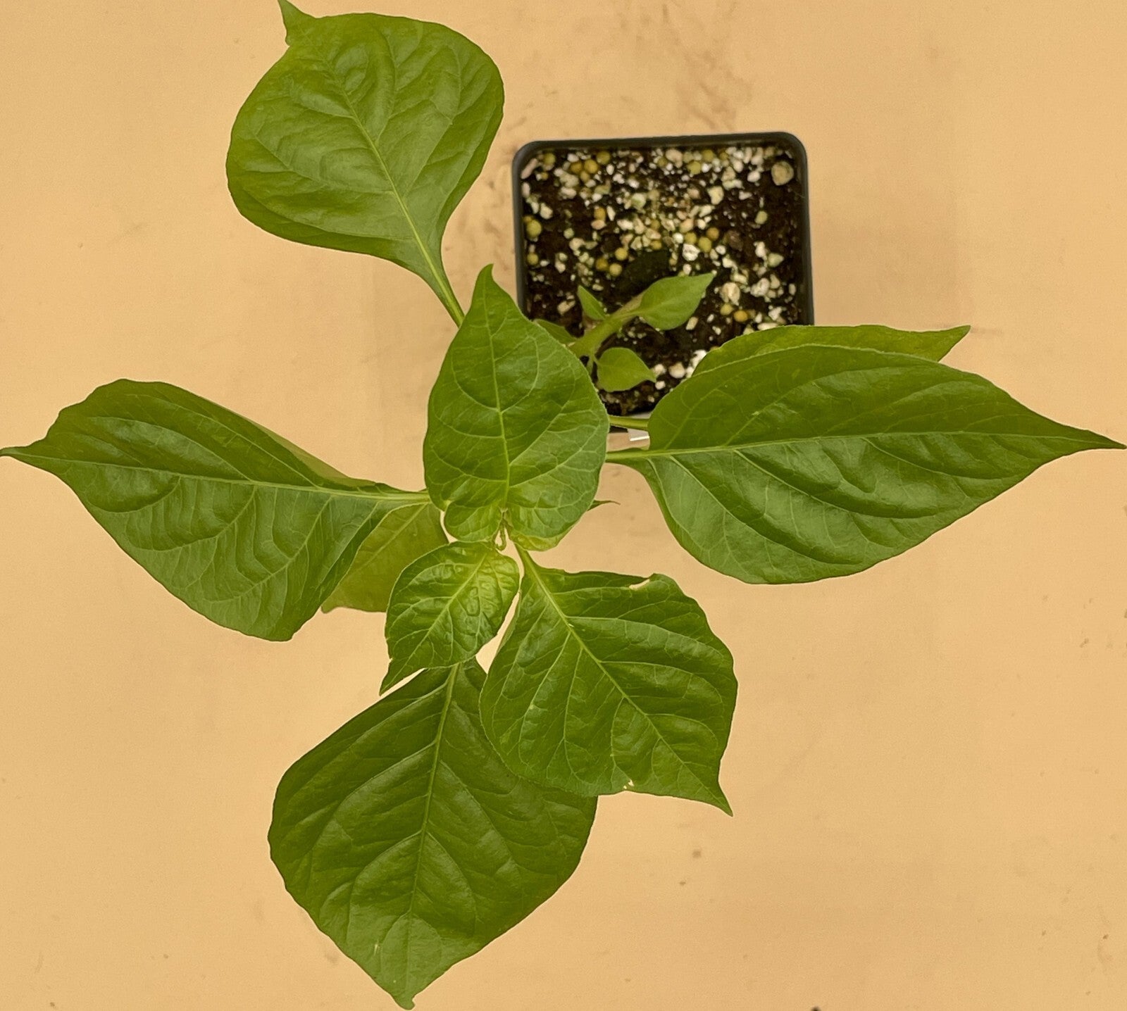 Habanero (Orange) Pepper Live 3" Starter Plant - Capsicum Chinense