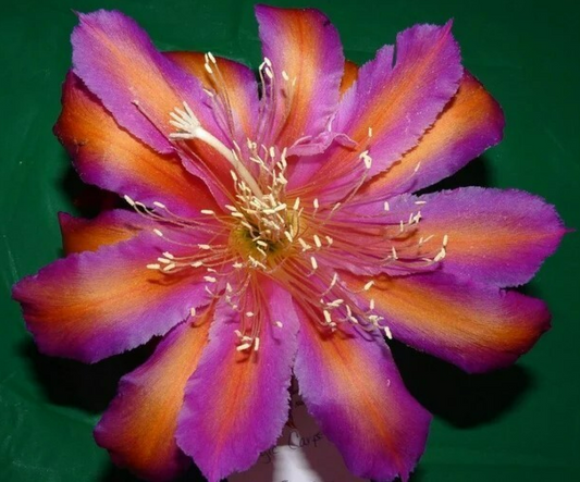Epiphyllum Hybrid 'Magic Carpet' Fully-Rooted Starter Pot