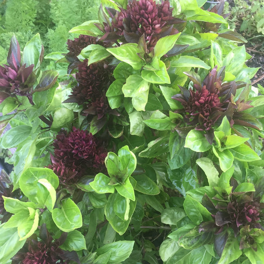 Basil, Sweet 'Prospera' -Live Plant 3" Starter Pot - Ocimum basilicum ‘Prospera'