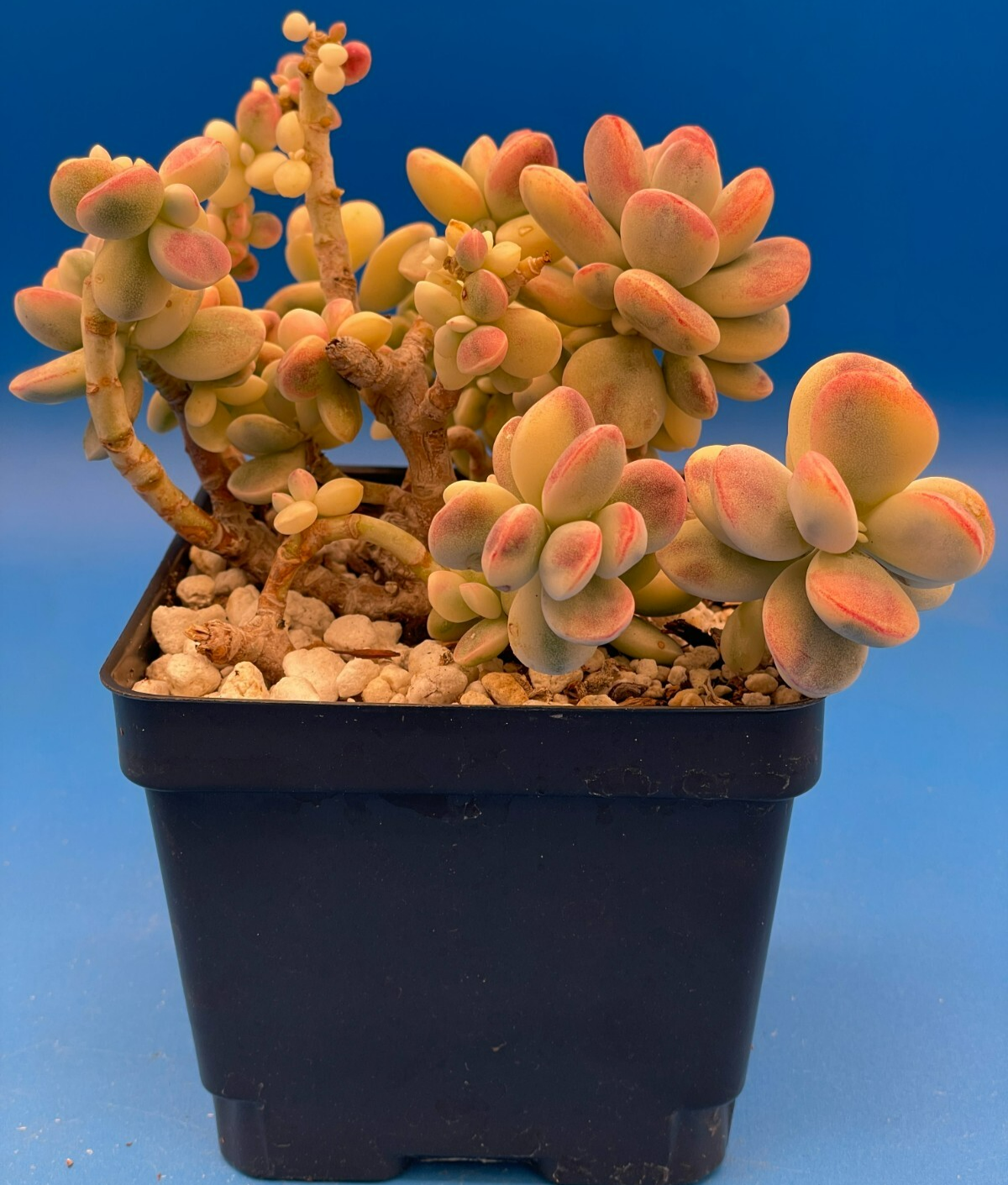 Cotyledon Orbiculata Var Oophylla f. Variegata! EXACT PLANT! Rare! 4.5" Pot (2)