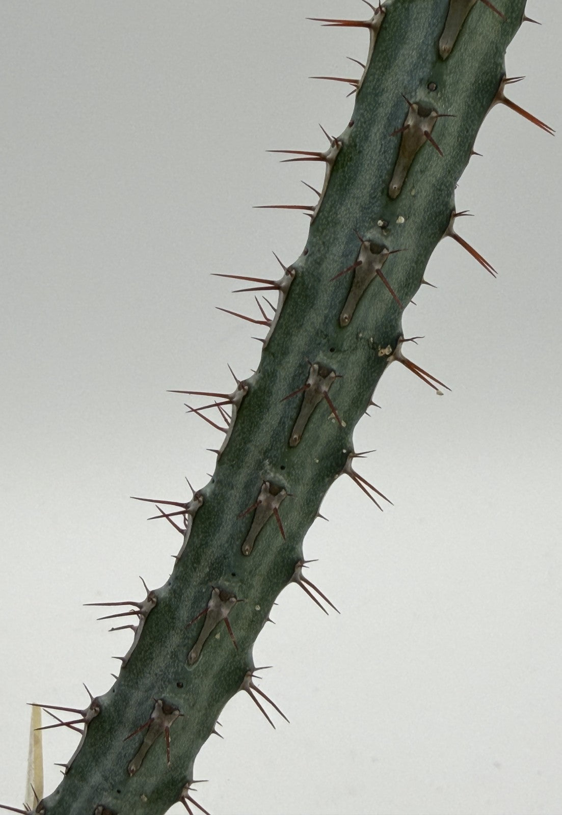 Euphorbia Louwii - 3.5 Inch Pot - Rare - Super Healthy! USA Grown!