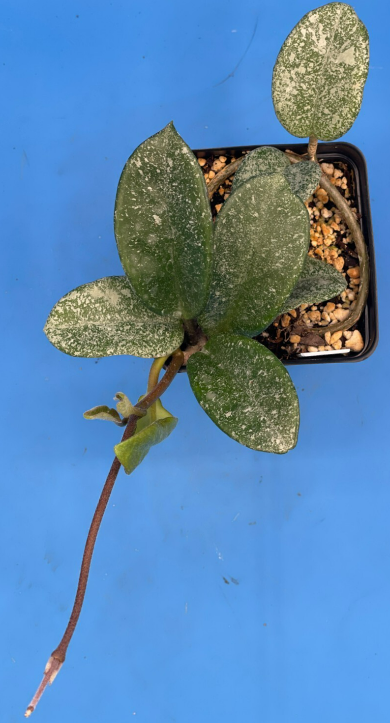 Hoya Carnosa ' Nova Ghost ' - 3.5 Inch Pot Super Healthy and Fully Rooted! (4)