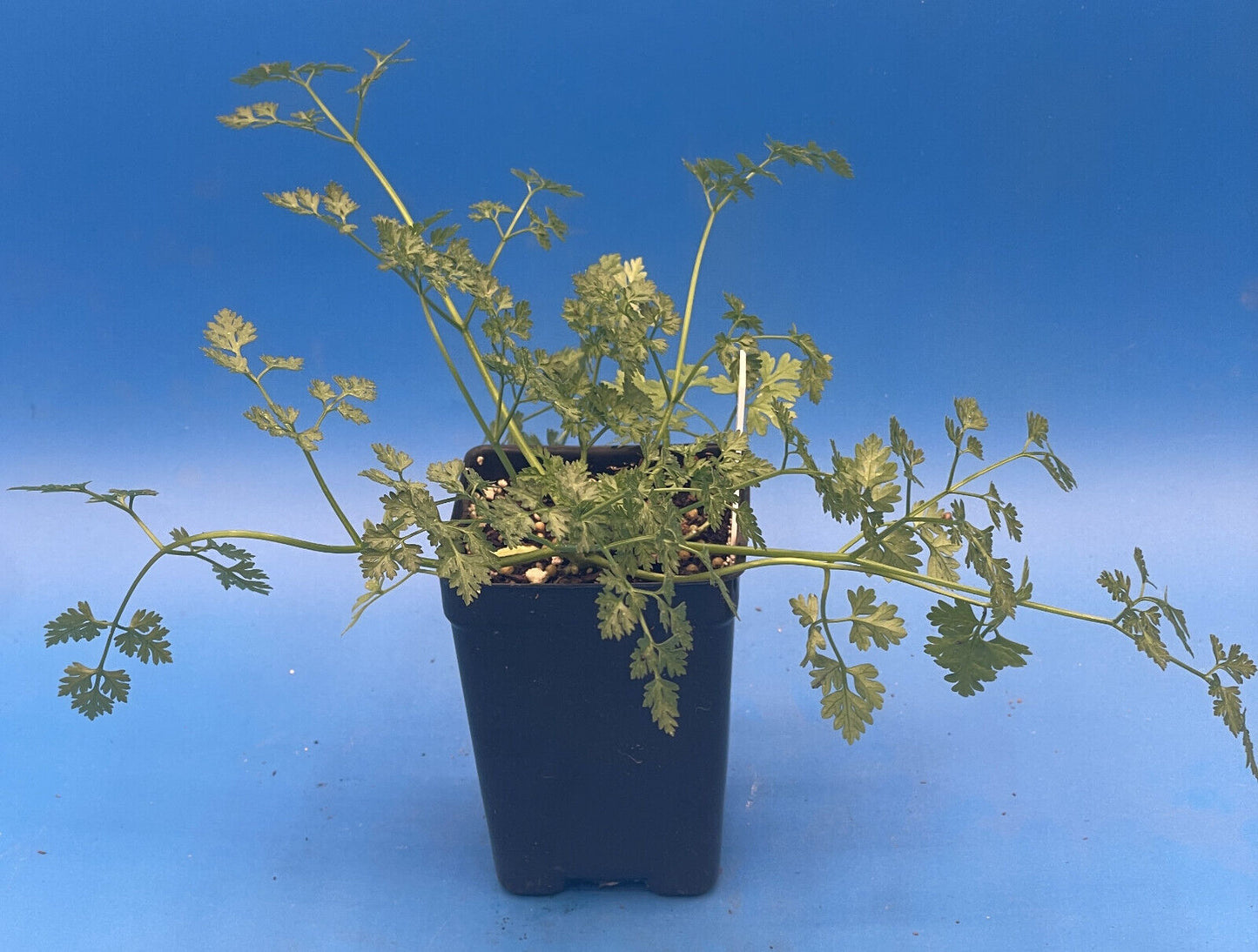 Plain Chervil Live Plant 3" Starter Pot - Anthriscus cerefolium