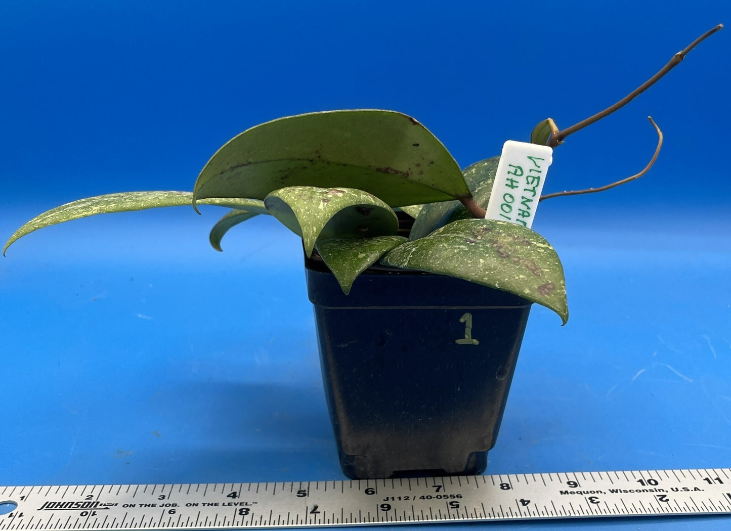 Hoya 'Vietnam AH001'  RARE! Exact Plant! Rooted  Grown In 3.5" Pot (1)