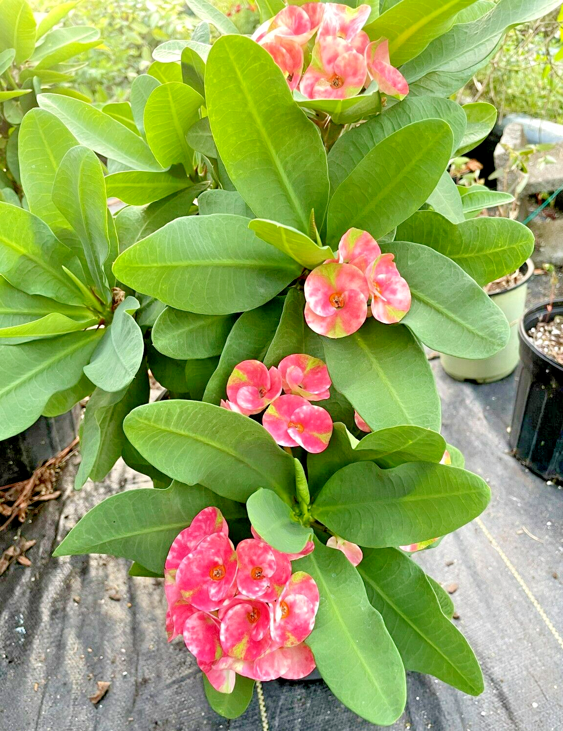 Crown Of Thorns Red Millionaire Korean Hybrid Euphorbia Milii Hybrid