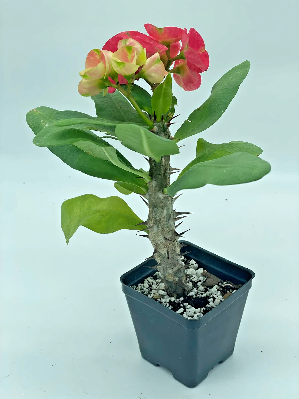 Crown Of Thorns Red Millionaire Korean Hybrid Euphorbia Milii Hybrid