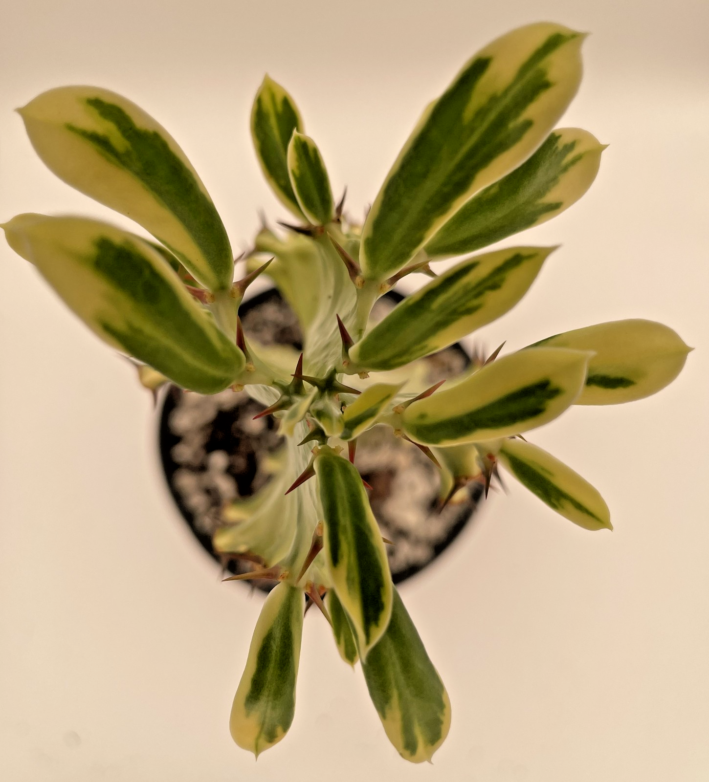 Euphorbia Ammak Variegata - In Gallon Pot - Super Healthy! No Ship to Cali Or AZ
