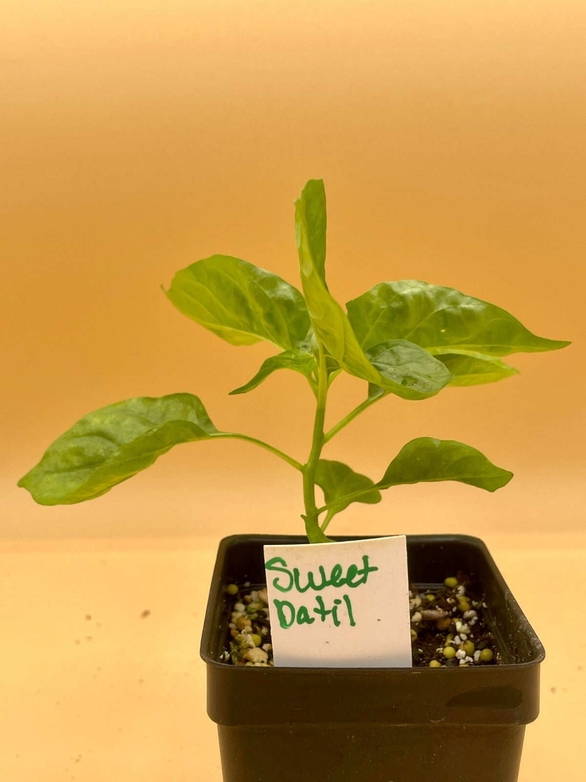 Sweet Datil Pepper Live 3" Starter Plant - Capsicum Chinense - Mild & Fruity!!!