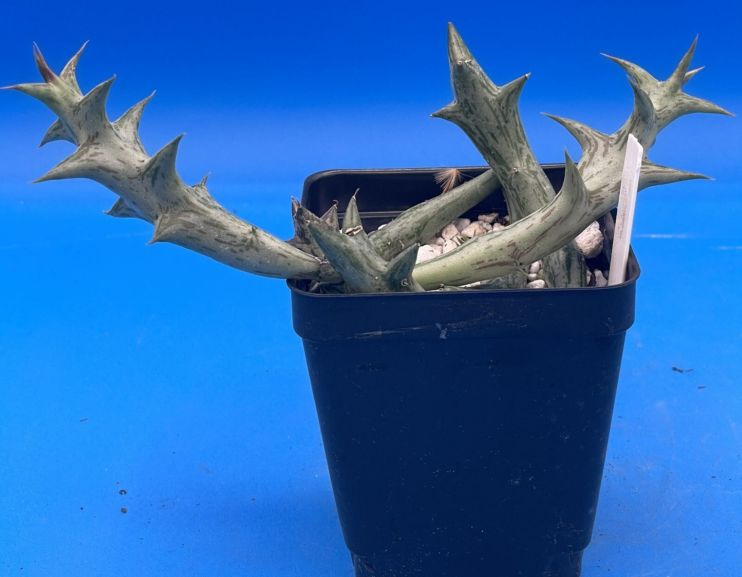 Orbea Schweinfurthii  3.5" Pot WELL ROOTED! Orange Carrion Flower