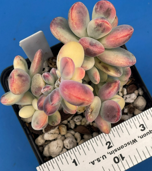 Cotyledon Orbiculata Var Oophylla f. Variegata! EXACT PLANT! Rare! 3.5" Pot (1)