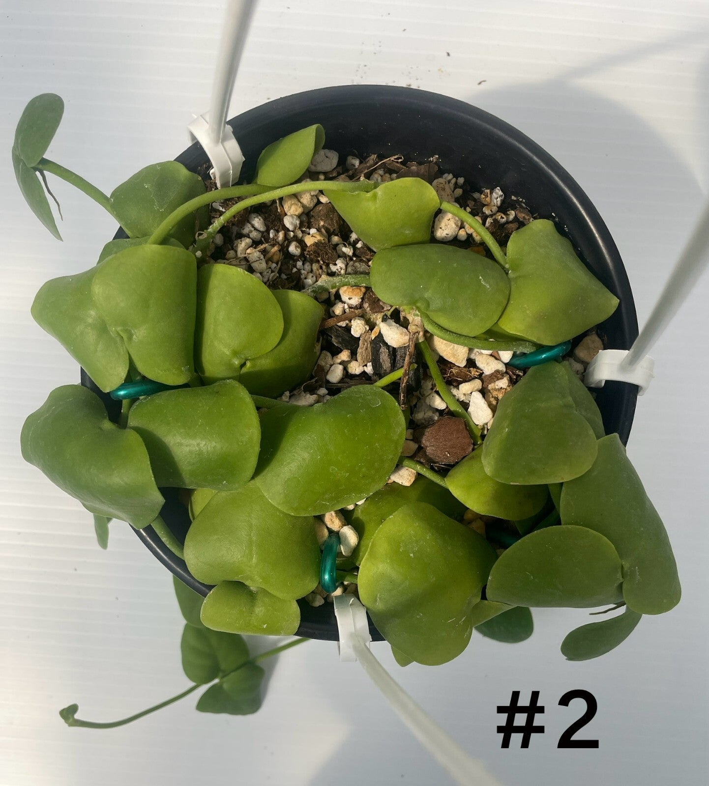 Dischidia Platyphylla - 6” Hanging Basket Pot - Super Healthy! (2)