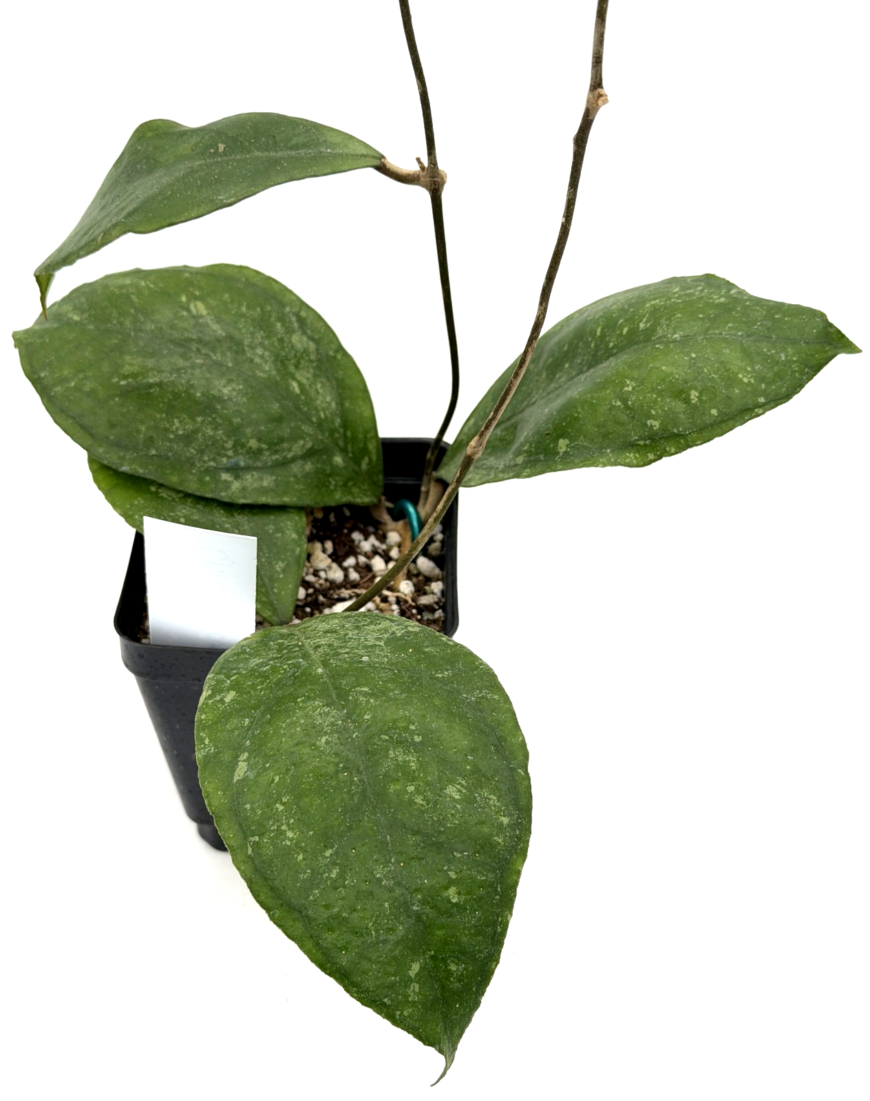 Hoya 'Chicken Farm' Rooted Grown In 3.5" pot - Can't Ship to California/Arizona
