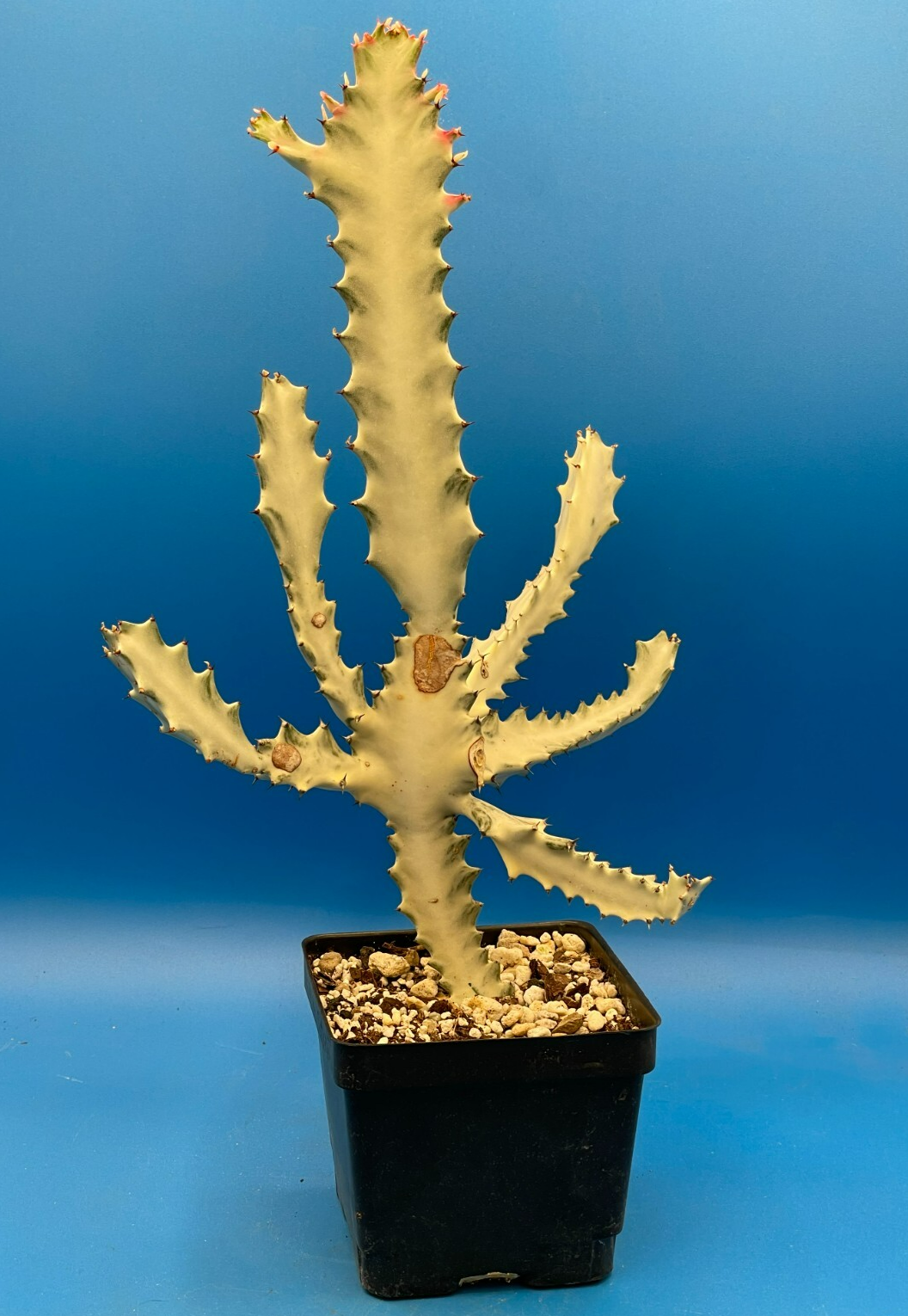 White Ghost Cactus Euphorbia Lactea 4.5" Super Healthy! The Four Armed Freak !-)