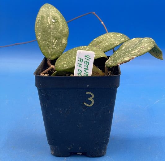 Hoya 'Vietnam AH001'  RARE! Exact Plant! Rooted  Grown In 3.5" Pot (3)