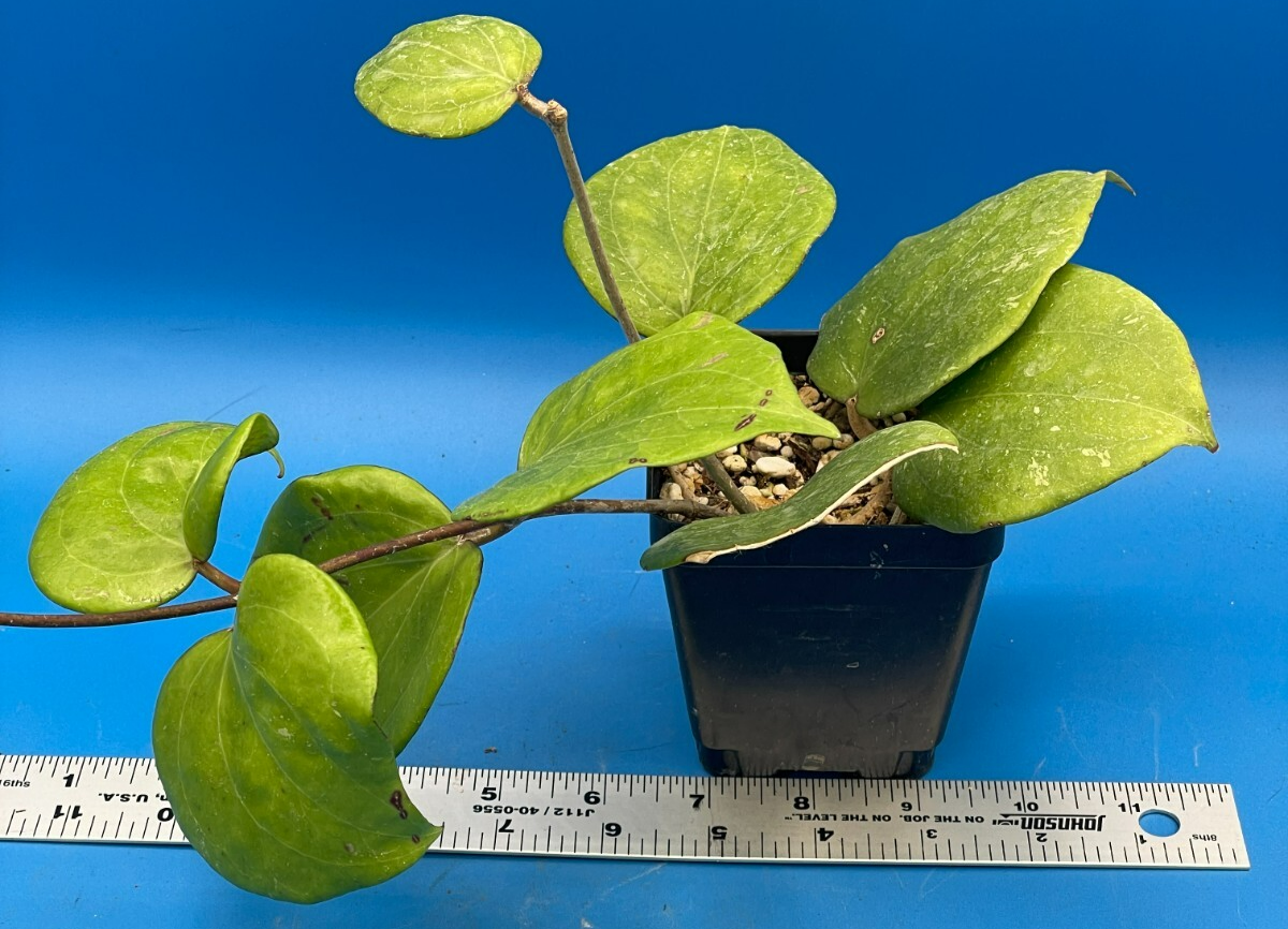 Hoya Balaensis Fully Rooted - Rare Hoyas XL Super Healthy! Grown In 3.5" pot (1)
