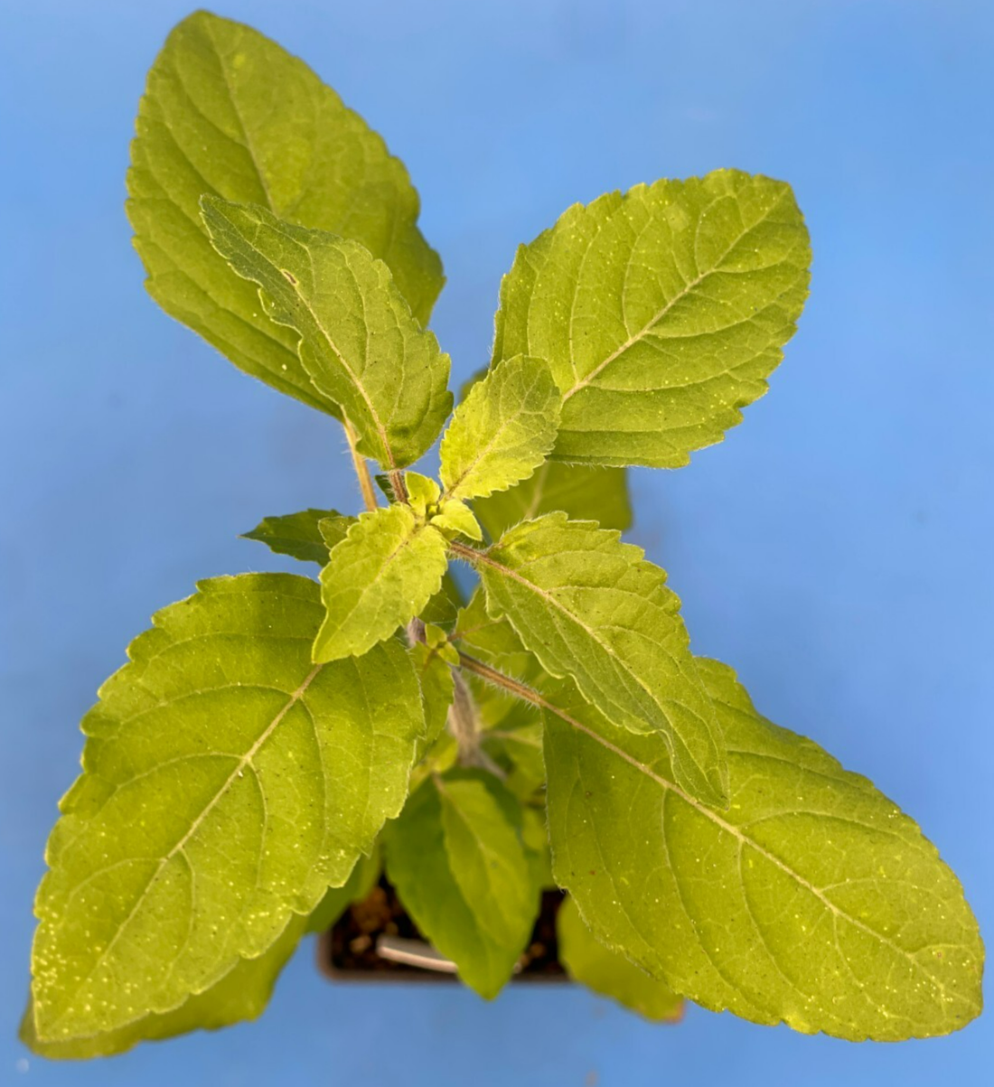 Tulsi, Amrita - Live Plant 3" Starter Pot - Holy Basil - Ocimum Sanctum