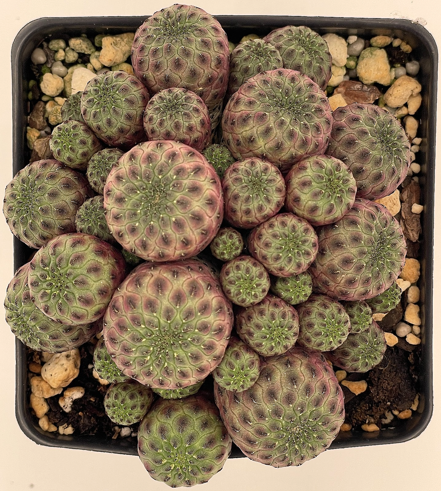 Sulcorebutia rauschii f. violacidermis Cactus 4.5" Pot -Multi Headed Very Happy!