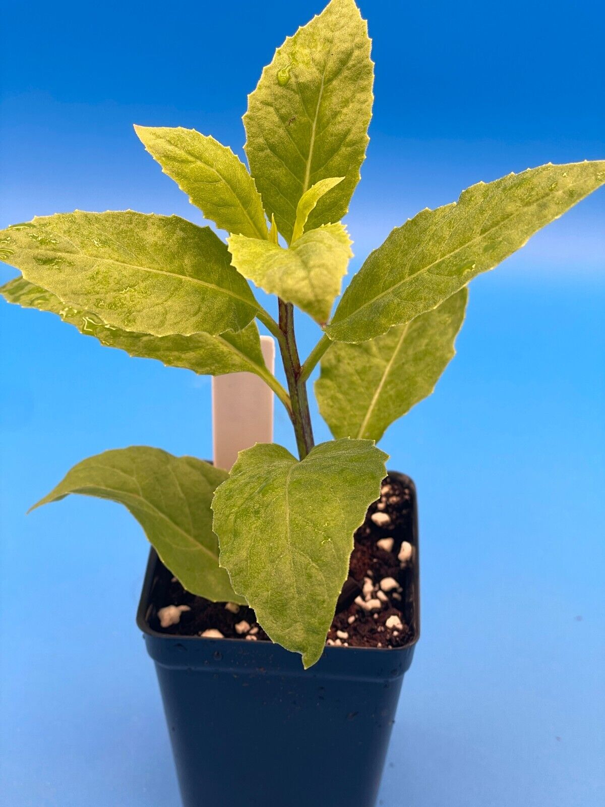 Longevity Spinach Starter Plant Gynura procumbens Heat Tolerant Summer Spinach!