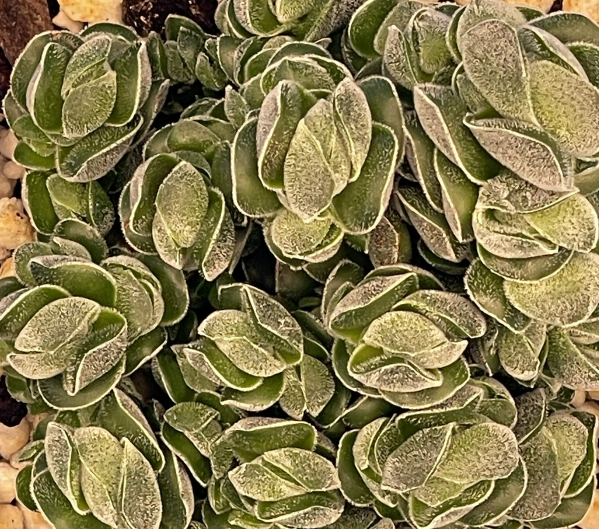 Crassula Pangolin RARE Crassula Hybrid - Ships in 3.5” pot (Y1)