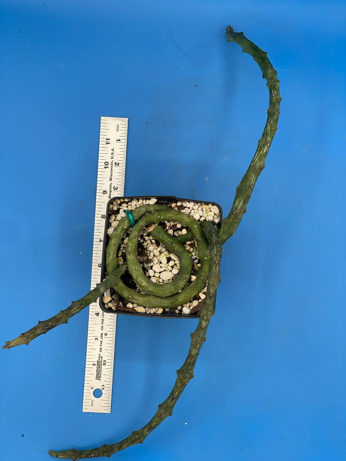 Ceropegia Stapeliformis in 4.5" Pot HUGE! Blooming Size! VERY RARE!