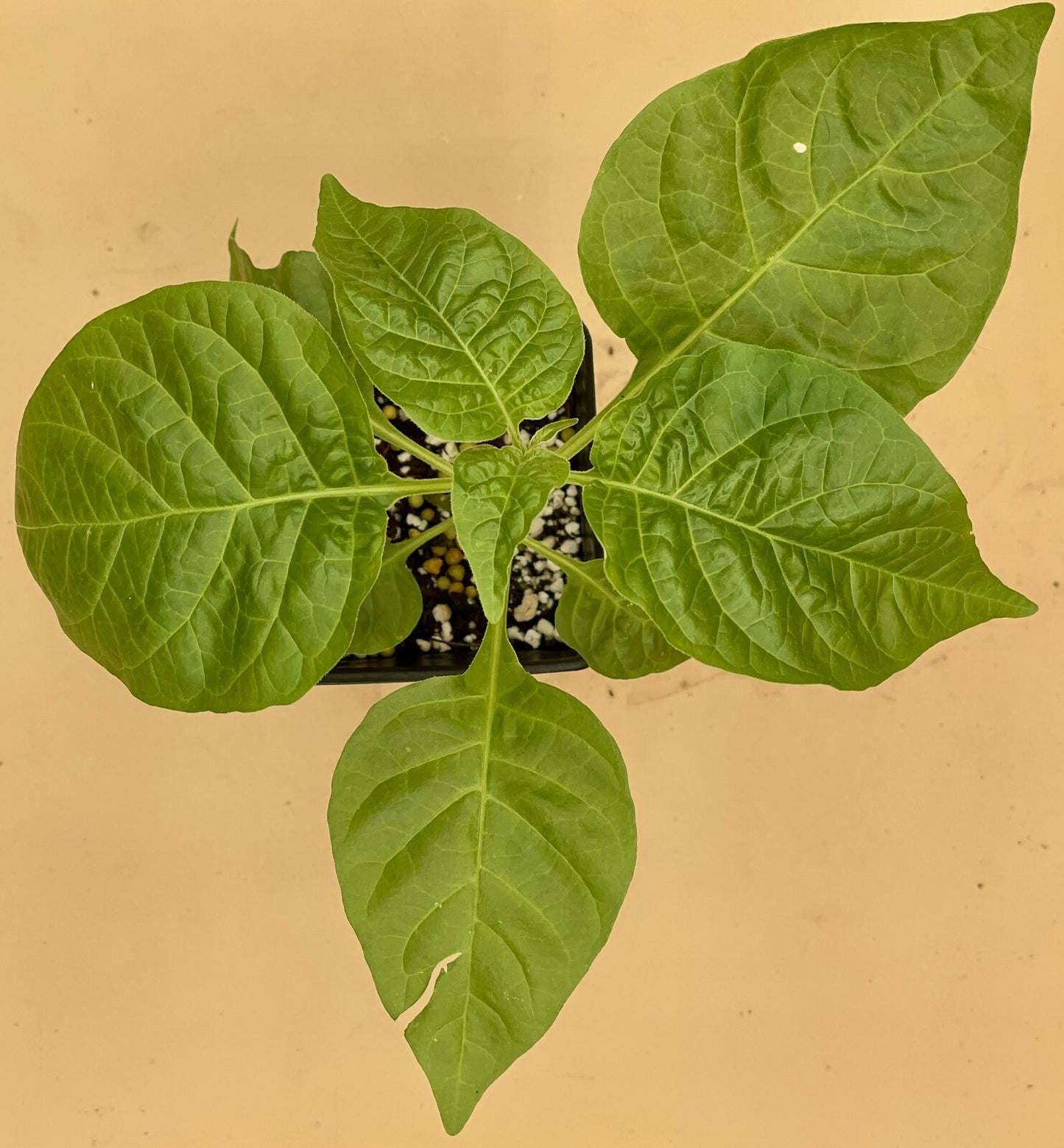 Scotch Bonnett Pepper Live Plant in 3" Starter Pot - Capsicum Chinense