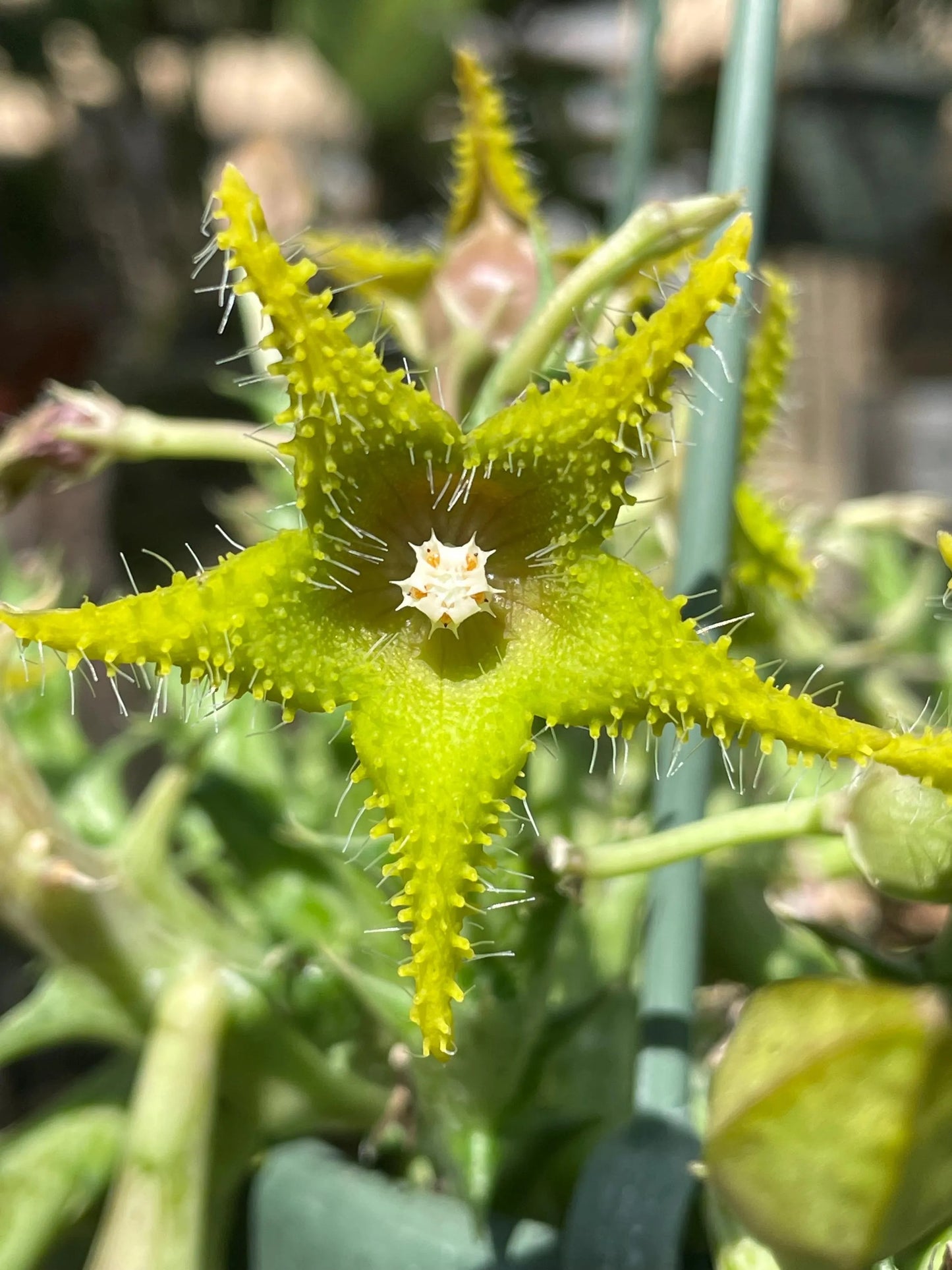 Orbea Dummeri 3.5 Inch Pot - Larger Blooming Size! WELL ROOTED Ready For Hanging Basket!