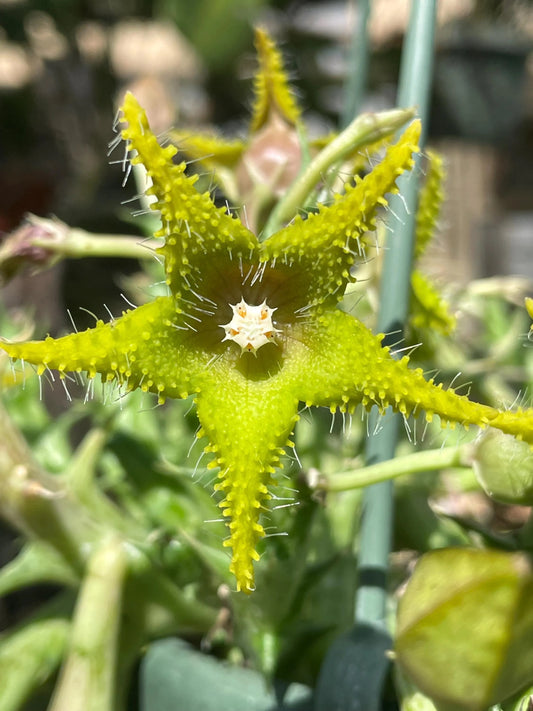 Orbea Dummeri Live Plant In 3.5" Pot - WELL ROOTED RARE! - Super Healthy!!!