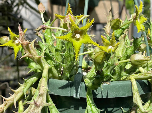 Orbea Dummeri 3.5 Inch Pot - Larger Blooming Size! WELL ROOTED Ready For Hanging Basket!