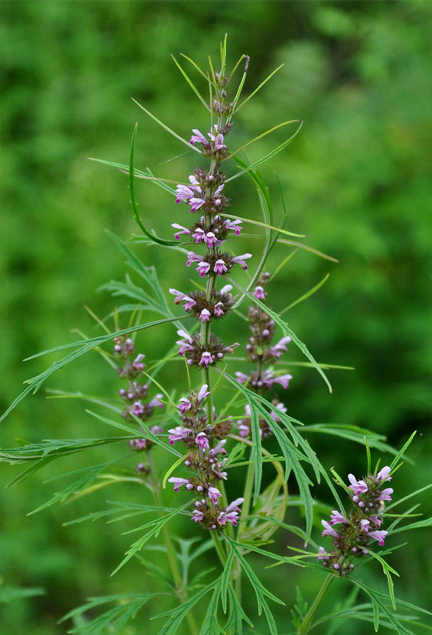 Motherwort, Siberian - 3" Starter Pot - Leonurus Sibericus - Great Pollinator Plant!
