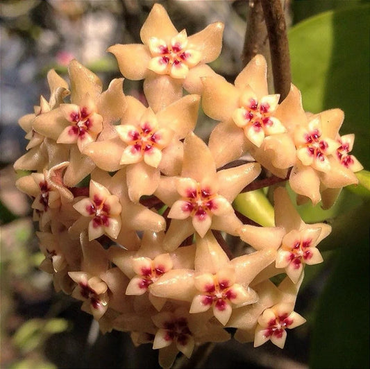 Hoya Limoniaca RARE! Rooted, Mature & Well Grown in 3.5" pot