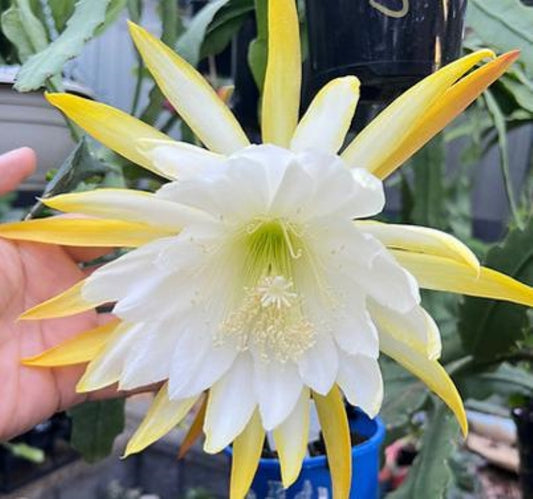 Epiphyllum 'Admiral Togo' Fully-Rooted 3" Starter Pot - Orchid Cactus