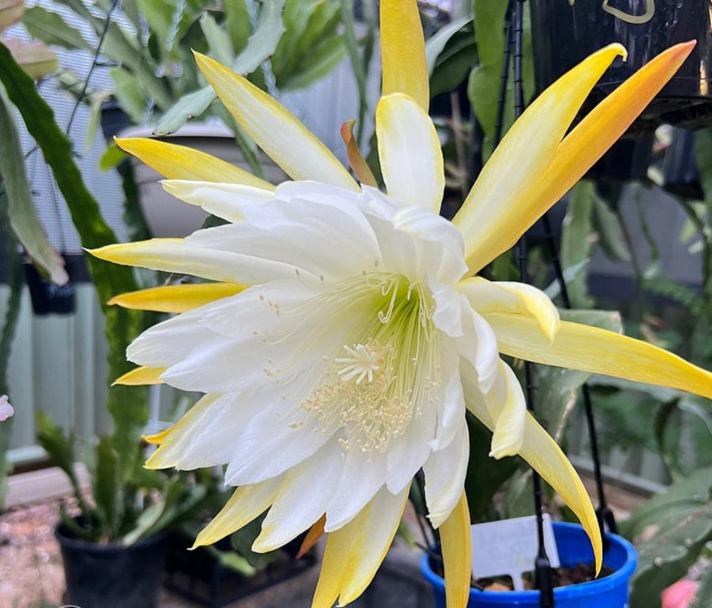 Epiphyllum 'Admiral Togo' Fully-Rooted 3" Starter Pot - Orchid Cactus