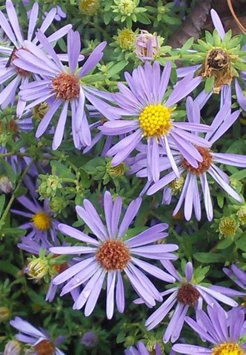 Aster, Aromatic Live Starter Plant - Symphyotrichum Oblongifolium - Grown in 3" pot