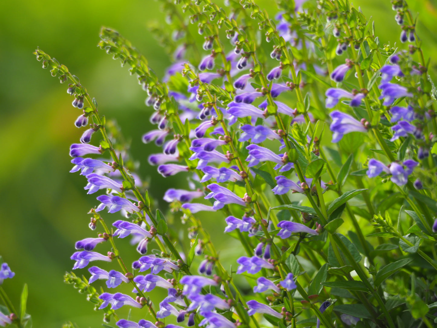 Skullcap, Barbat - Barbed Skullcap-  3" Starter Pot - Scutellaria Barbata
