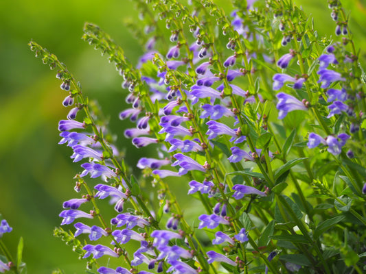 Skullcap, Barbat - Barbed Skullcap-  3" Starter Pot - Scutellaria Barbata