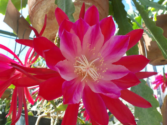 Epiphyllum Hybrid 'Bertha Talbot Loose' 3" Starter Pot - Fully-Rooted