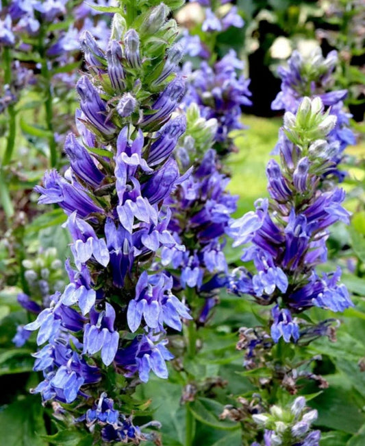 Lobelia, Great Blue Live 3" Starter Plant - Lobelia Siphilitica - No Shipping To California Or Arizona!